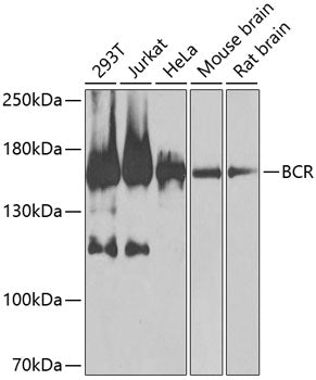 BCR Rabbit pAb