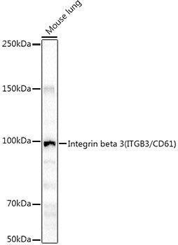Integrin beta 3 (ITGB3/CD61) Rabbit pAb