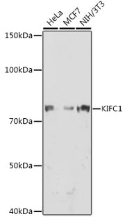 KIFC1 Rabbit mAb