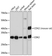 [KO Validated] CDK2 Rabbit mAb
