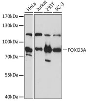 FOXO3A Rabbit pAb
