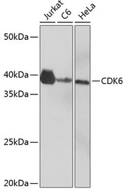 CDK6 Rabbit mAb