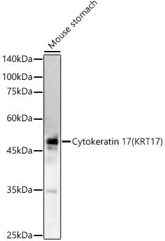 Cytokeratin 17 (KRT17) Rabbit pAb