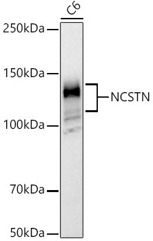 NCSTN Rabbit pAb