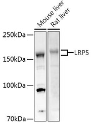 LRP5 Rabbit pAb