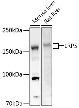 LRP5 Rabbit pAb