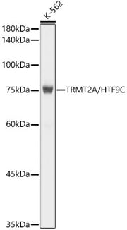 TRMT2A/HTF9C Rabbit mAb