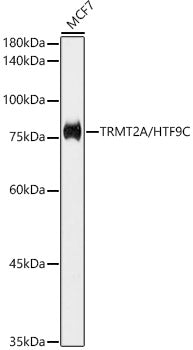 TRMT2A/HTF9C Rabbit mAb