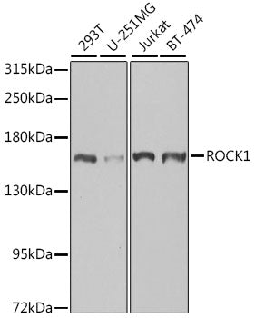 ROCK1 Rabbit pAb