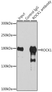 ROCK1 Rabbit pAb