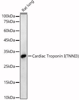 Cardiac Troponin I (TNNI3) Rabbit pAb