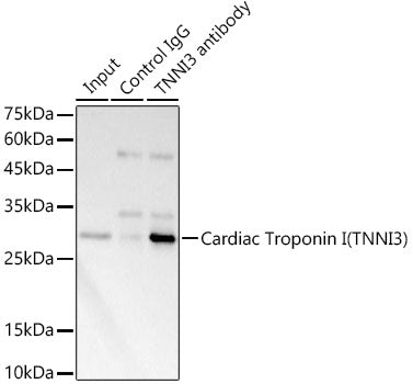 Cardiac Troponin I (TNNI3) Rabbit pAb