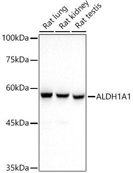 ALDH1A1 Rabbit mAb