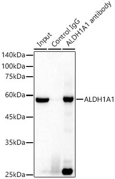 ALDH1A1 Rabbit mAb