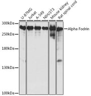 Alpha Fodrin Rabbit pAb