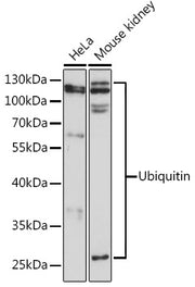 Ubiquitin Rabbit pAb