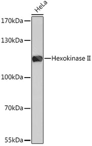 Hexokinase II Rabbit pAb