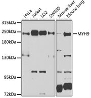 MYH9 Rabbit pAb