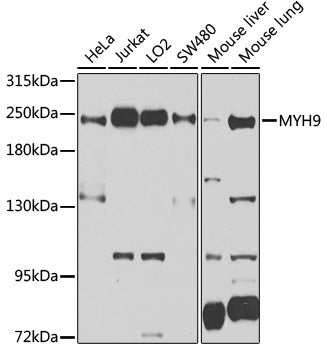 MYH9 Rabbit pAb