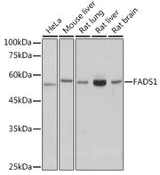 FADS1 Rabbit mAb