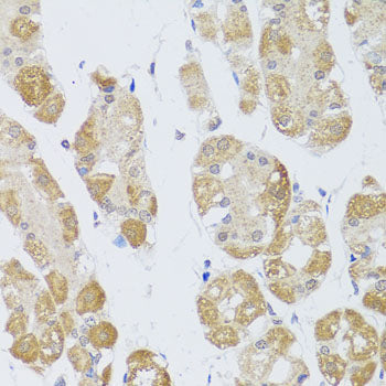 HDAC4 Rabbit pAb
