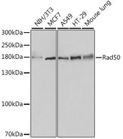 Rad50 Rabbit pAb