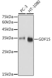 GDF15 Rabbit pAb