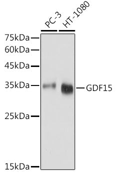 GDF15 Rabbit pAb