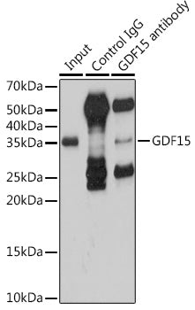 GDF15 Rabbit pAb
