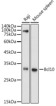 Bcl10 Rabbit pAb