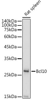 Bcl10 Rabbit pAb
