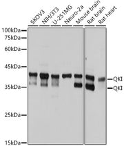 QKI Rabbit mAb