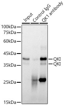QKI Rabbit mAb