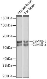 CaMKII Rabbit mAb