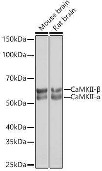 CaMKII Rabbit mAb