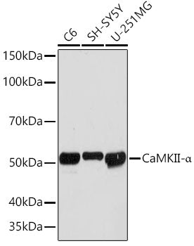 CaMKII Rabbit mAb