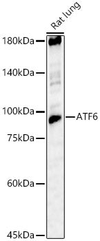 ATF6 Rabbit pAb
