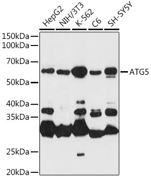 [KO Validated] ATG5 Rabbit pAb