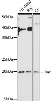 [KO Validated] Bax Rabbit pAb