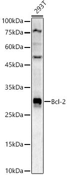 Bcl-2 Rabbit pAb
