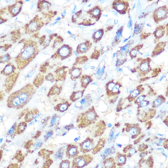 Bcl-XL Rabbit pAb