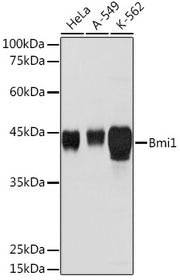 Bmi1 Rabbit pAb