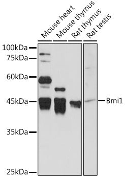 Bmi1 Rabbit pAb
