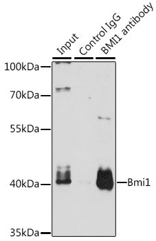Bmi1 Rabbit pAb