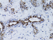BRCA1 Rabbit pAb