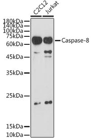 Caspase-8 Rabbit pAb