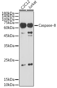 Caspase-8 Rabbit pAb