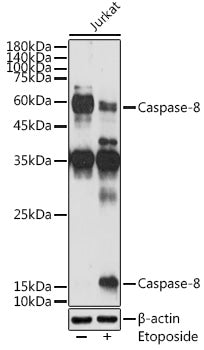 Caspase-8 Rabbit pAb
