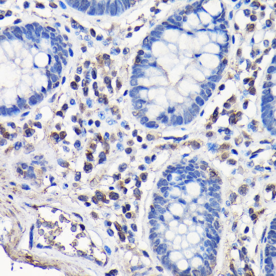 Caspase-8 Rabbit pAb