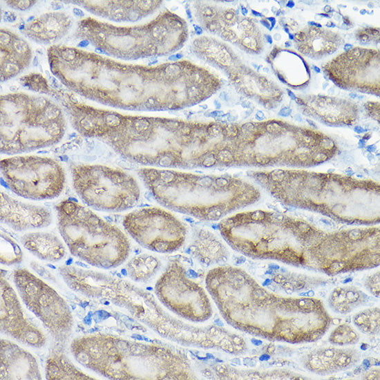 Caspase-8 Rabbit pAb